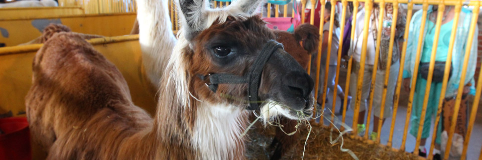 New York State Veterinarians and Inspectors Work to Maintain a Great Experience for Visitors at The Great New York State Fair