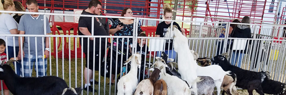Circus Hollywood Family Petting Zoo
