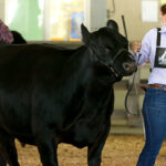 New York’s Beef Farmers Celebrated at The Great New York State Fair’s Annual Beef Day, on August 29