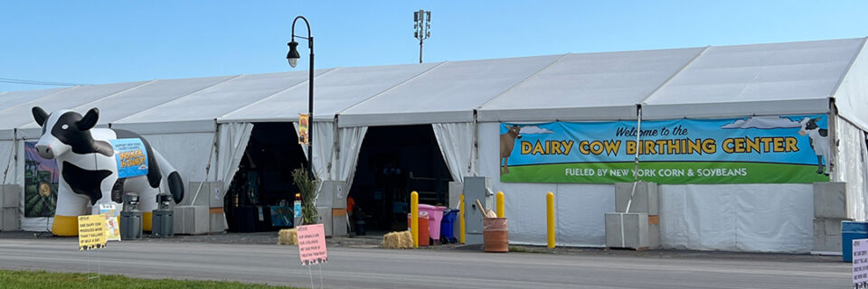 Dairy Cow Live Birthing Center