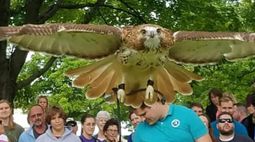 Birds of Prey - Hosted by Hawk Creek Wildlife Center