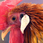 Rooster Crowing Contest Jamboree