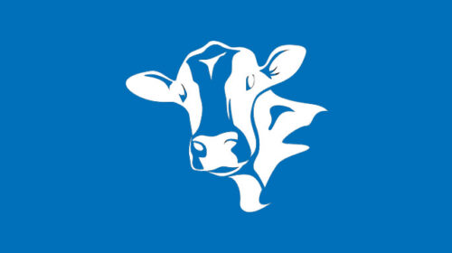 4-H Dairy Cattle Judging