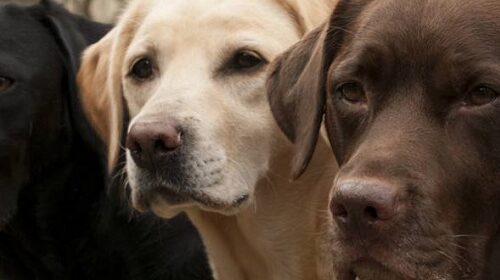 State Fair 4-H Dog Show • 9am-5pm