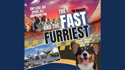 The Fast and the Furriest Corgi Races