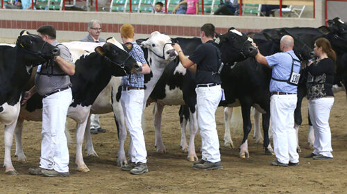 Holstein Dairy Cattle Open Show • 9am-3pm