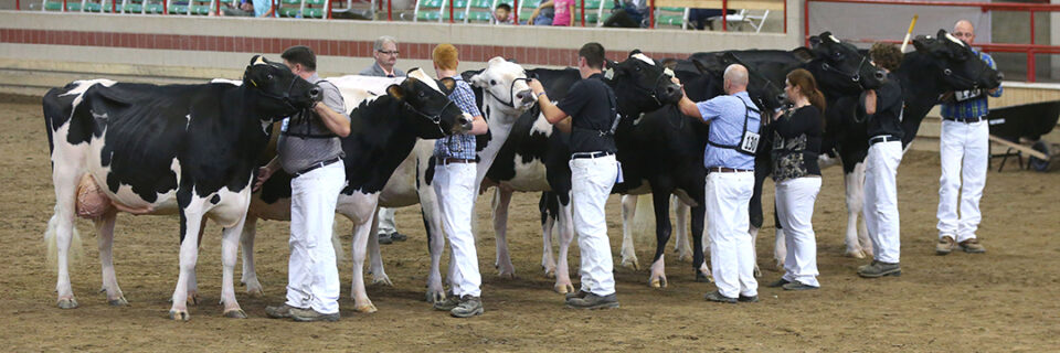 Holy Cow! New York’s Largest Holstein Dairy Cattle Show in Nearly a Decade is Coming to The Great New York State Fair